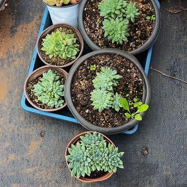 o***星6颗美人系列多肉植物