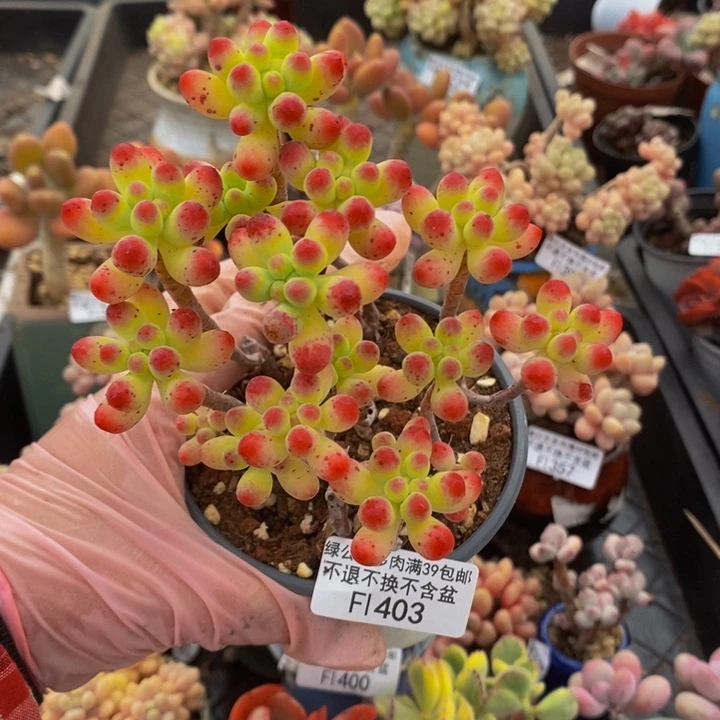 乙女心散拼403多肉植物