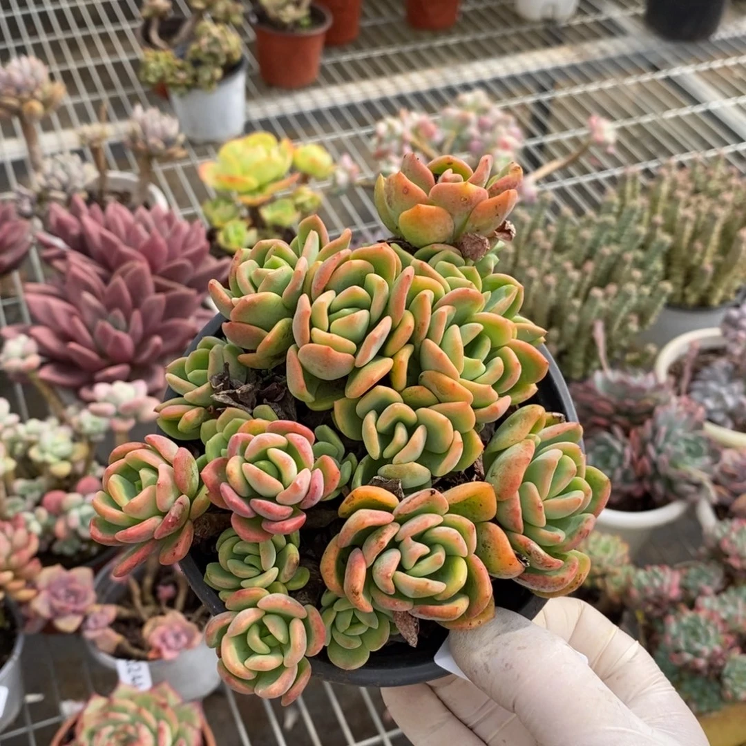 2448芬达一物一拍