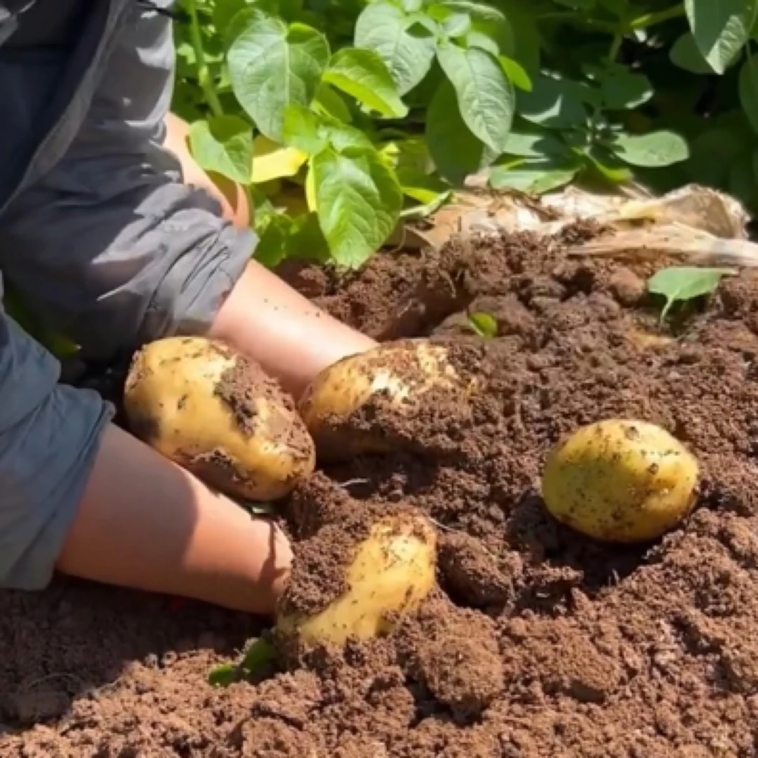 甘肃陇南高山种植黄色黄心土豆现挖现发蔬菜粉面土豆炒菜炖汤必备
