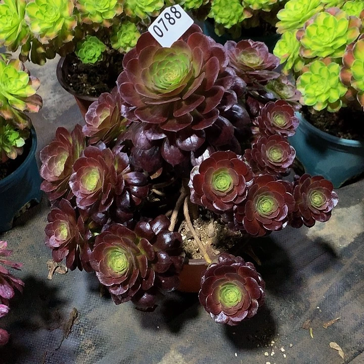 豆**爸多肉赤焰莲788000