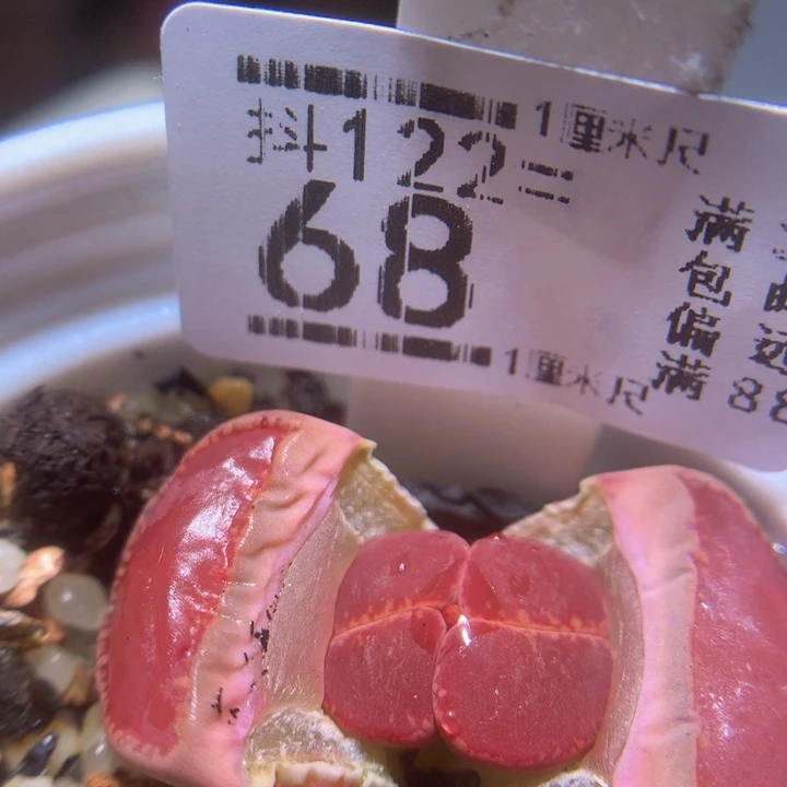 精品生石花122.68