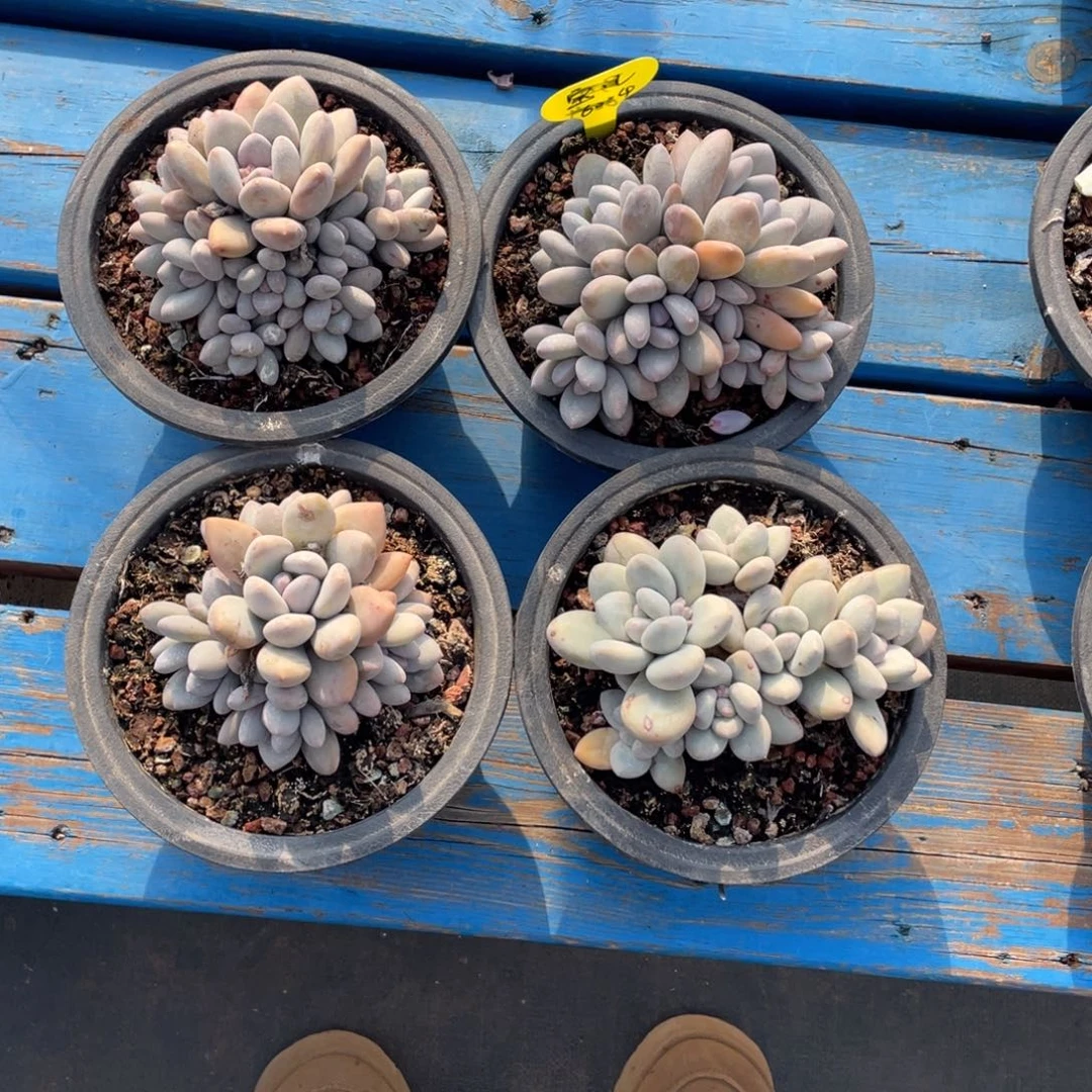 宝****r奶酪体香水四个一组60