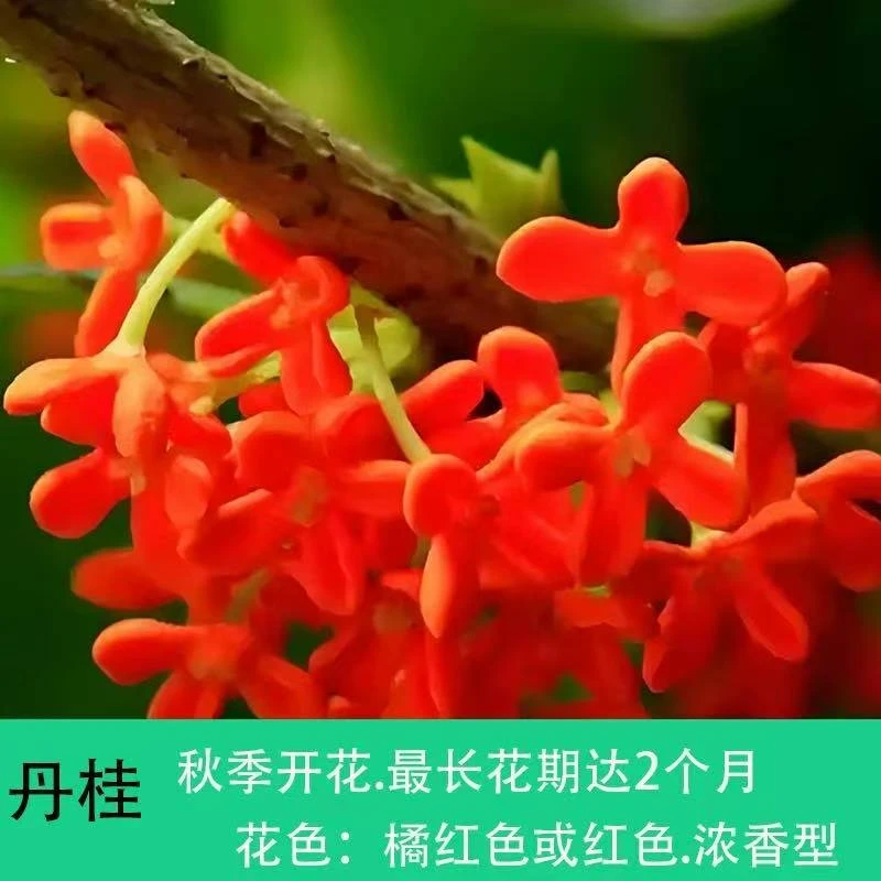 【高杆】新丹桂花树盆栽浓香型带花苞好养易活适合阳台庭院室内