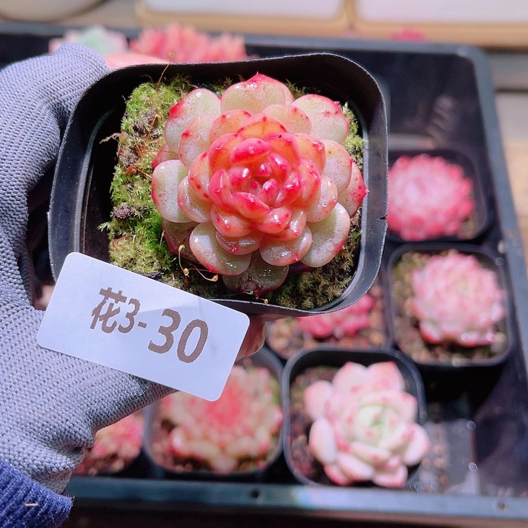 花03-30雪颜玉单头