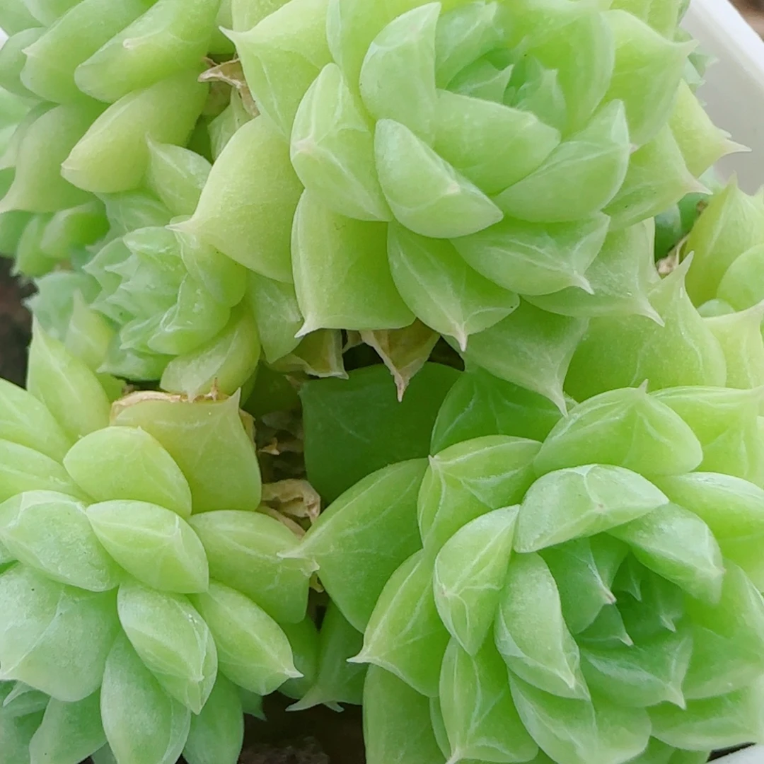 花语逸镜0925-48散麦秆包子