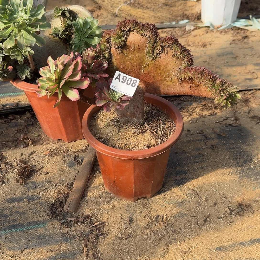 908。红腹轮一颗有伤