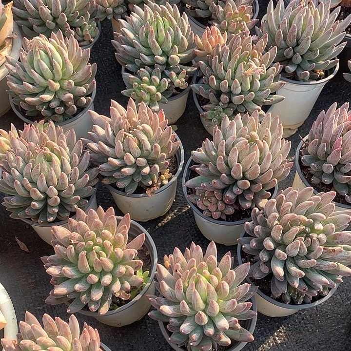 陨石9.9米 量拍多肉