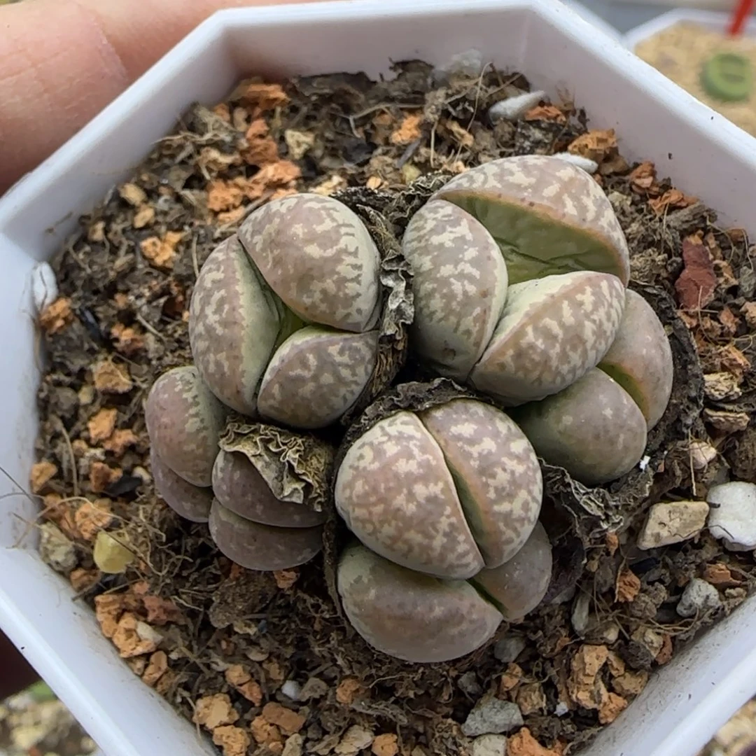 澄清玉小型体群带2奔福利