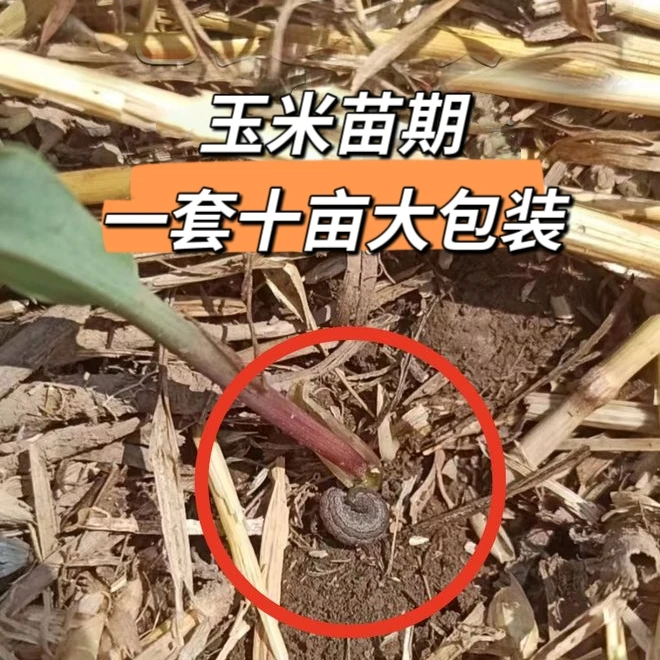 【大包装一套十亩】玉米苗期两三叶地老 虎叶面喷施