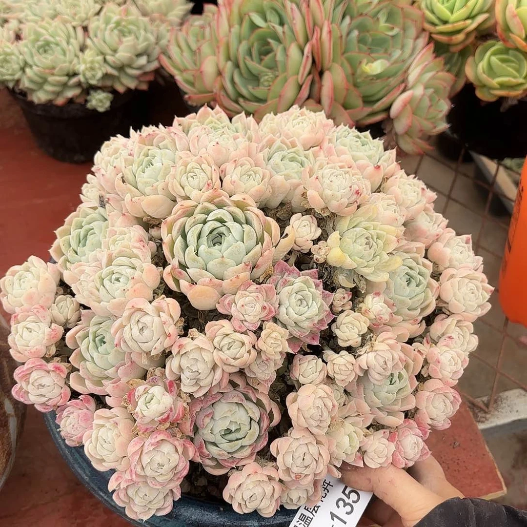 同温层多肉不知名135