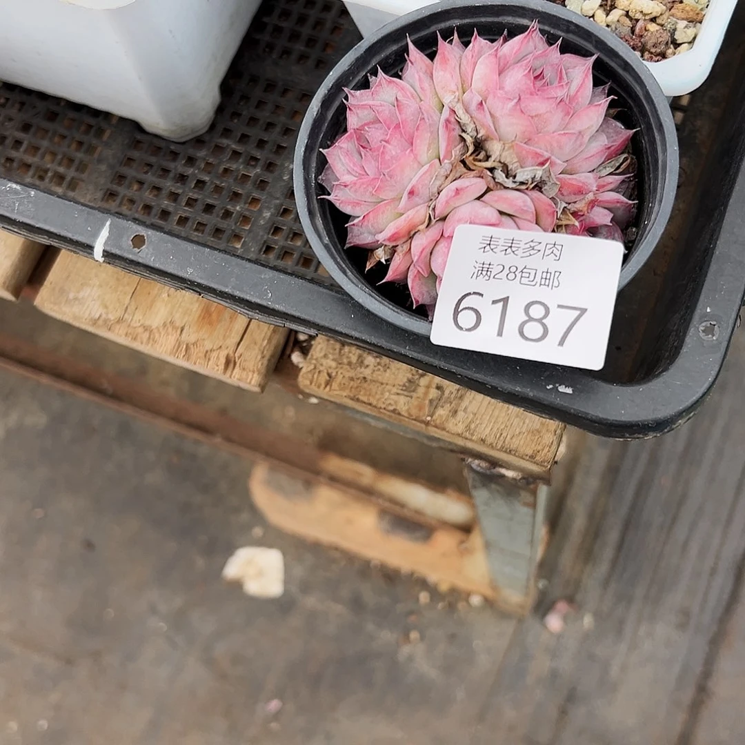 9号黎**?我们的确是一6187