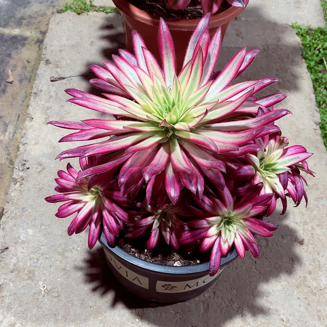 法师朱雀漂亮漂亮