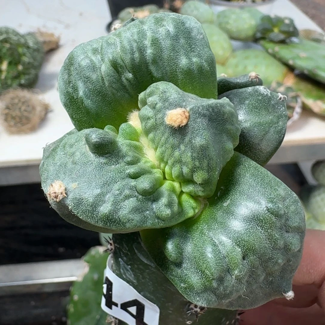 【闪购商品】无花朵孜**肉大尤怒涛244