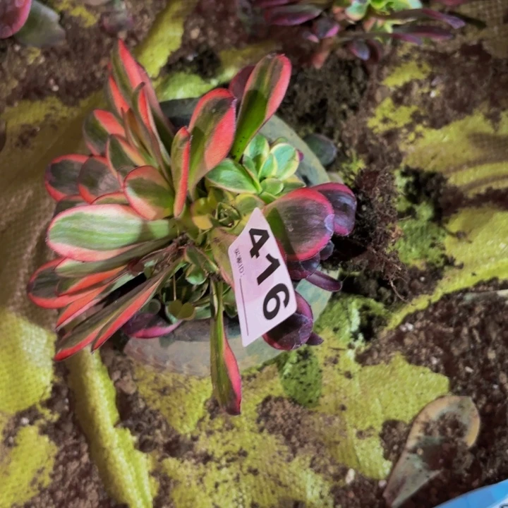 416纳福多肉植物不售后