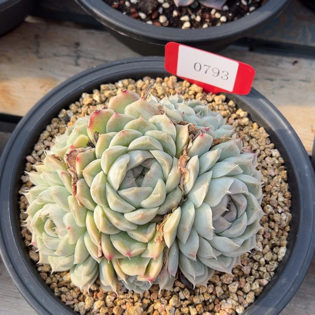 陌**开0793多肉多多多多