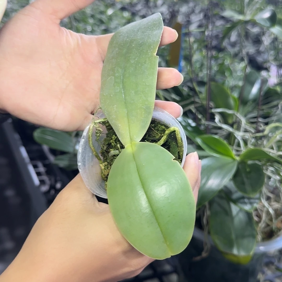 当前无花栽培后可以开花红象，有瑕疵
