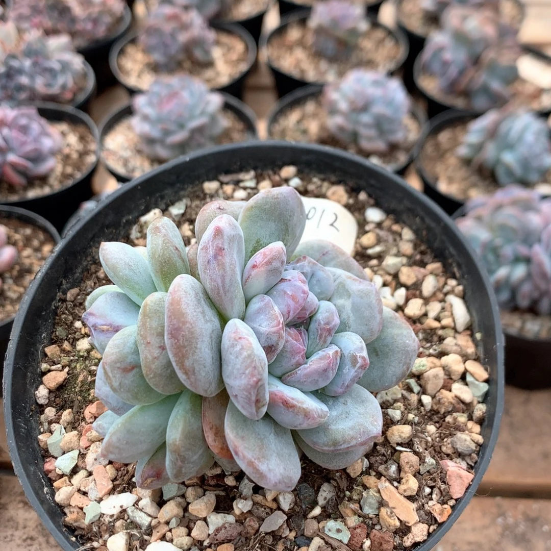9.5双头星影石化 4012