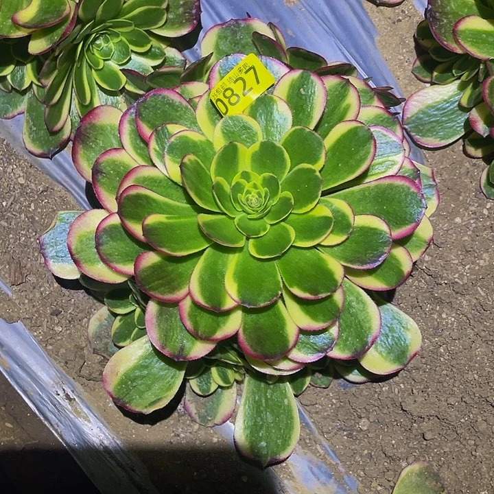 0827奶白多肉植物