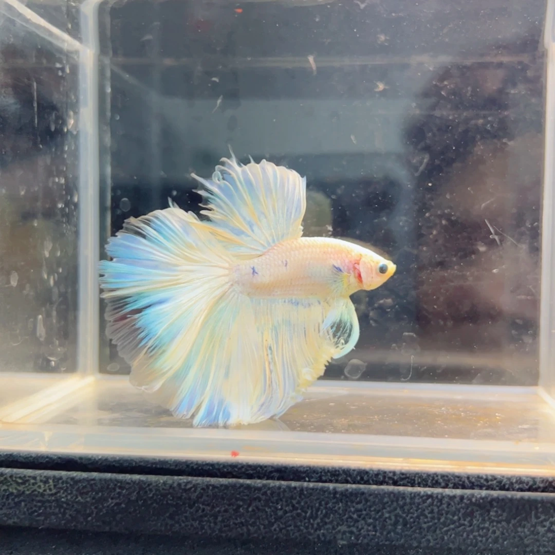 斗鱼浅色仙仙裙特殊尾