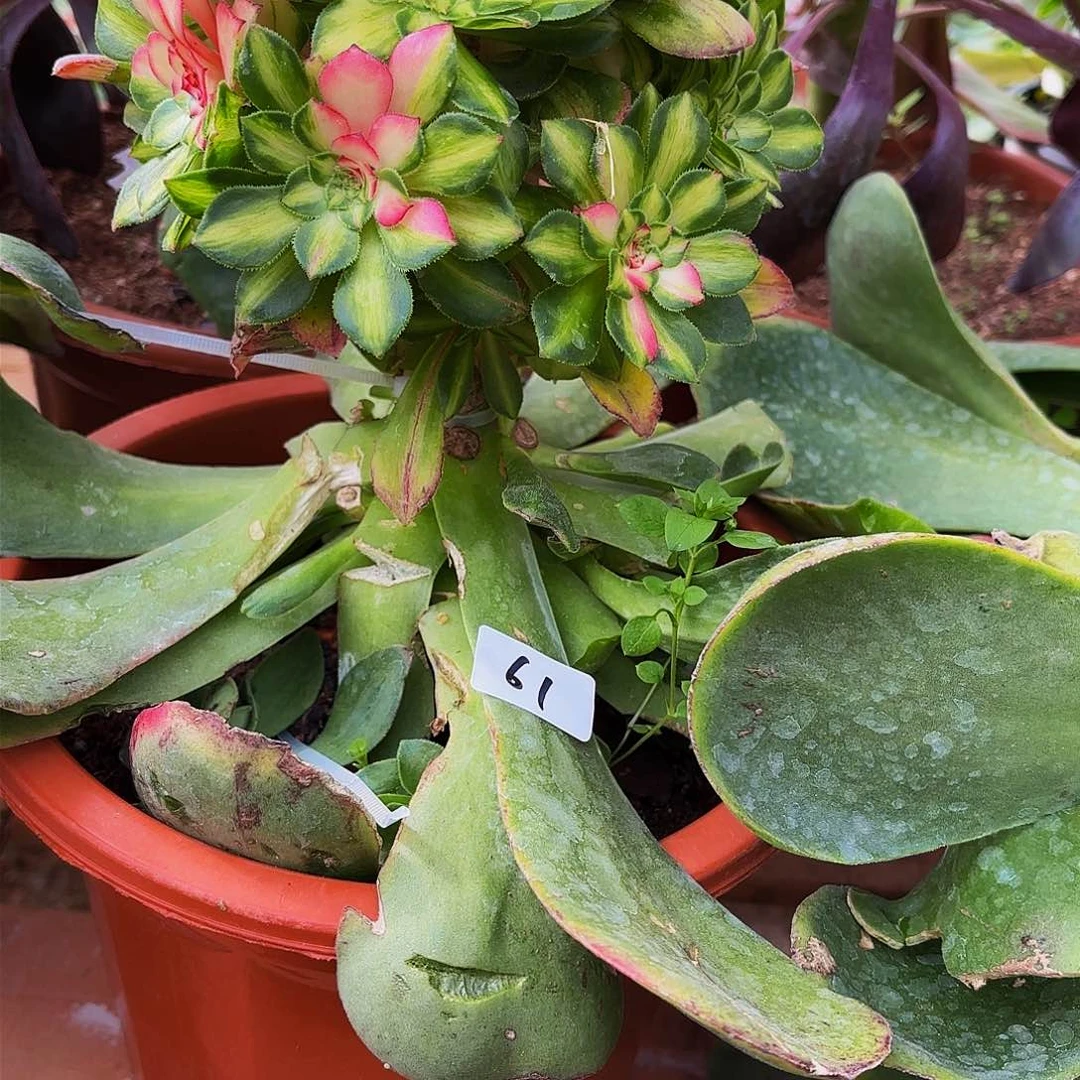 千****天61多肉的植物植物