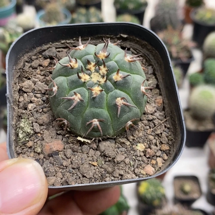 实生猫爪特价福利