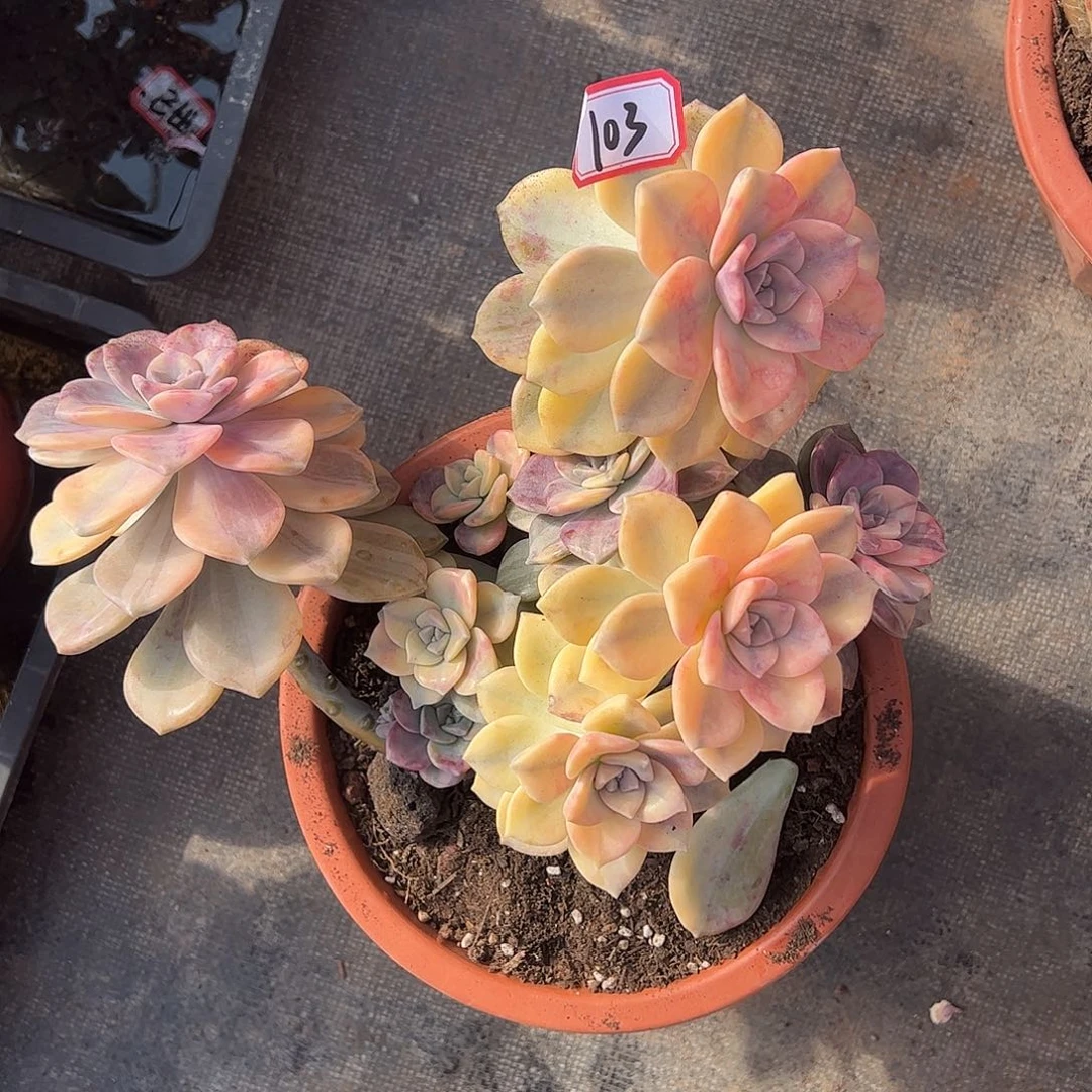 103号紫乐锦，一物一拍