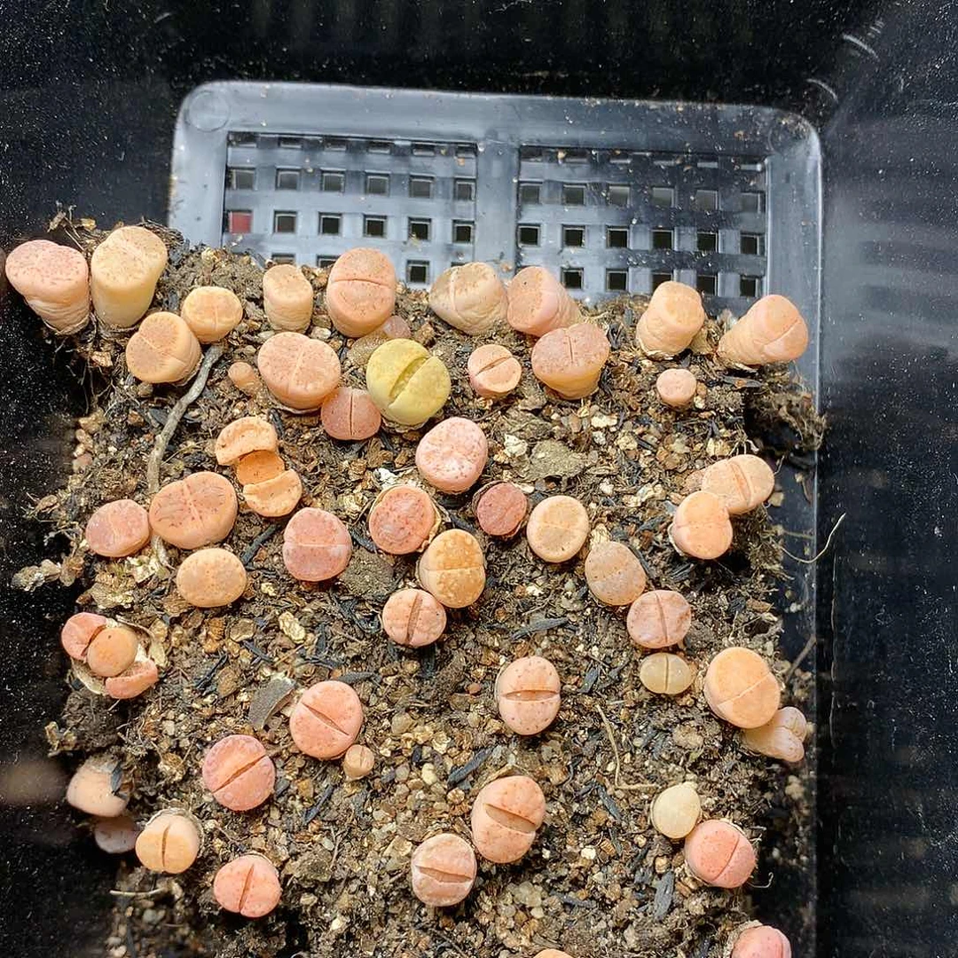 卓*念G332多肉植物保护研究所