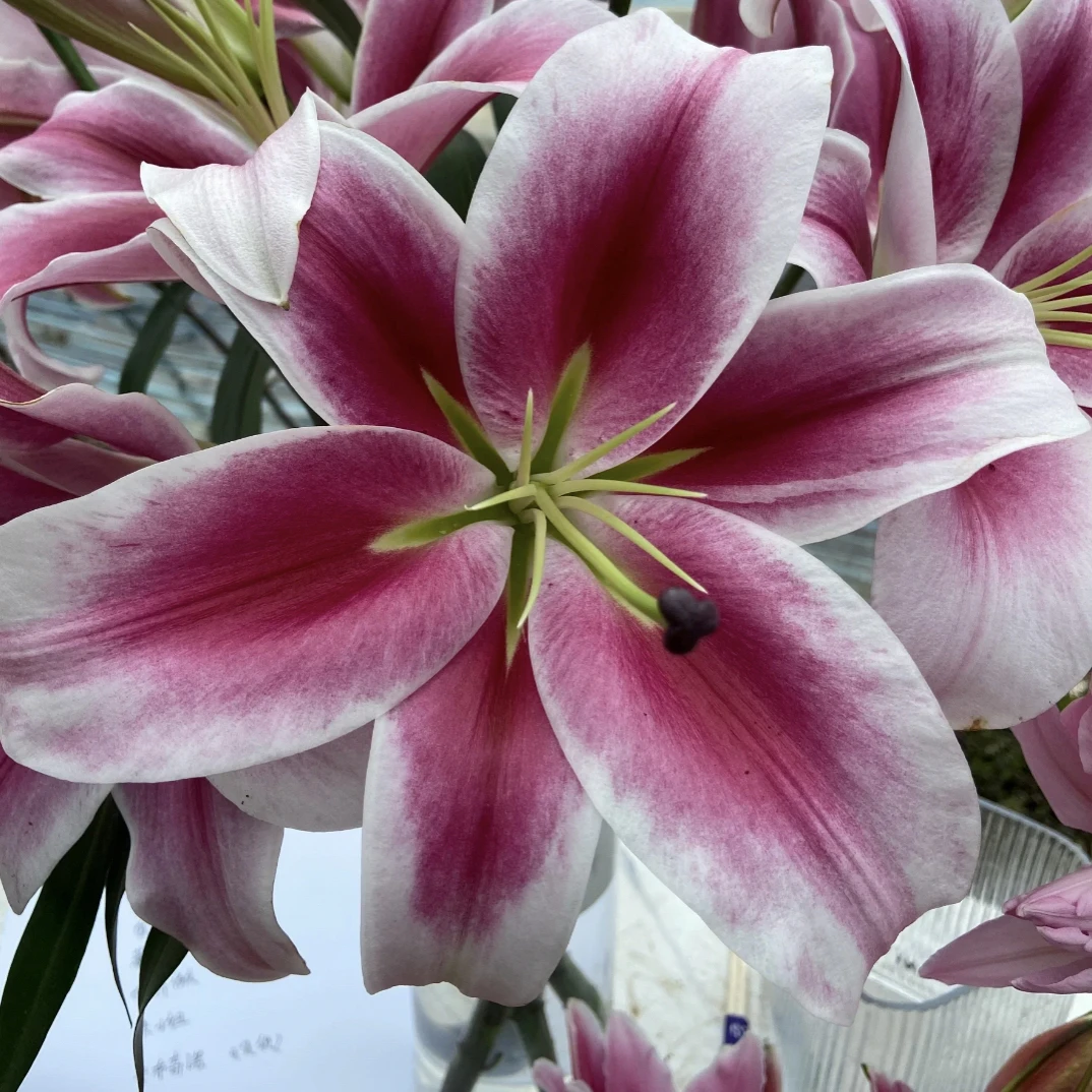 【大莲单头香水百合】东北基地直发顺丰包邮家用插花 夏天颜色淡