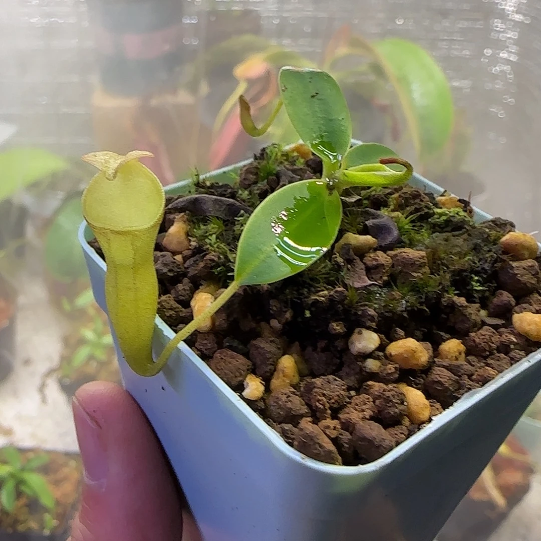 无花朵专拍风铃猪笼草