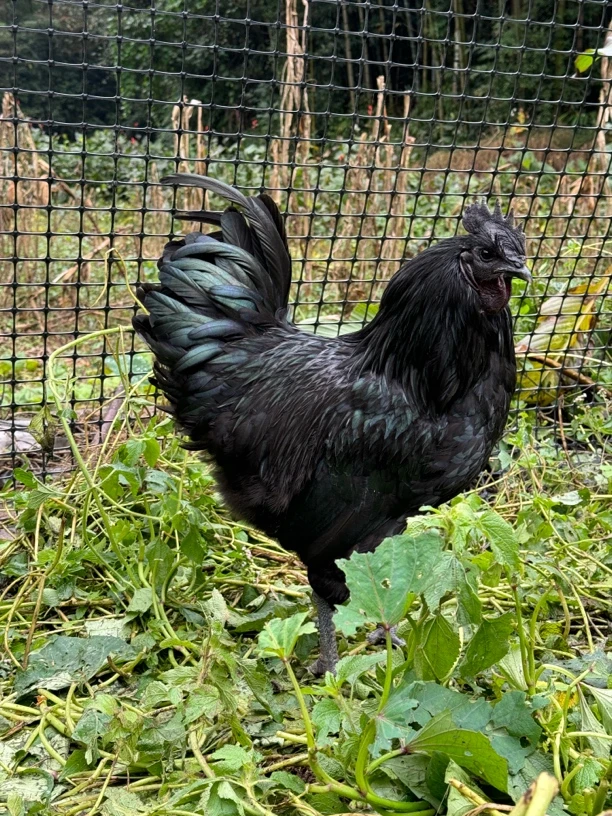 云南盐津高纯玉米散养土乌鸡一物一拍整只顺丰冷链发货