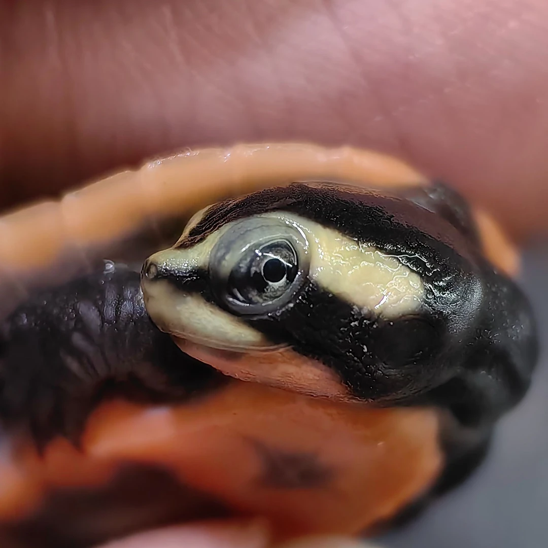 无锡无极圆奥侧颈龟（只包全品不包品相）