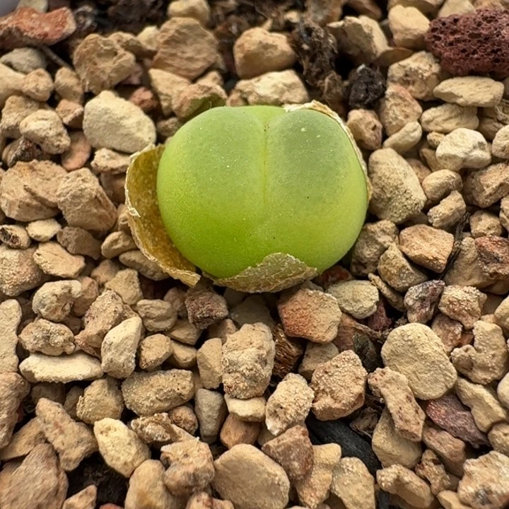 2206拉登一颗带盆发货