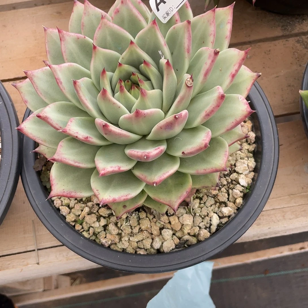 若如东云框拍A931