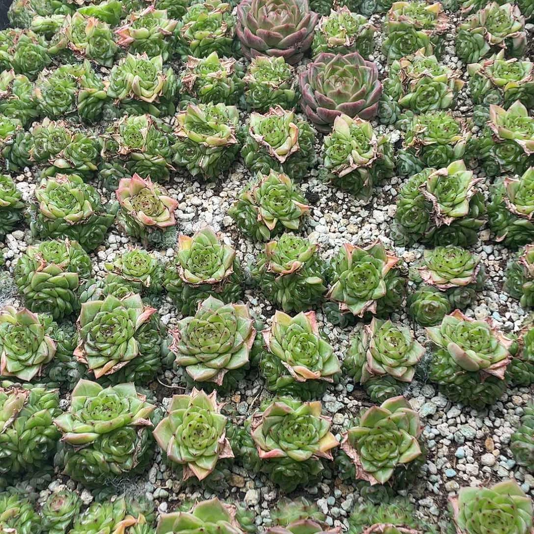 云糖心多肉植物006