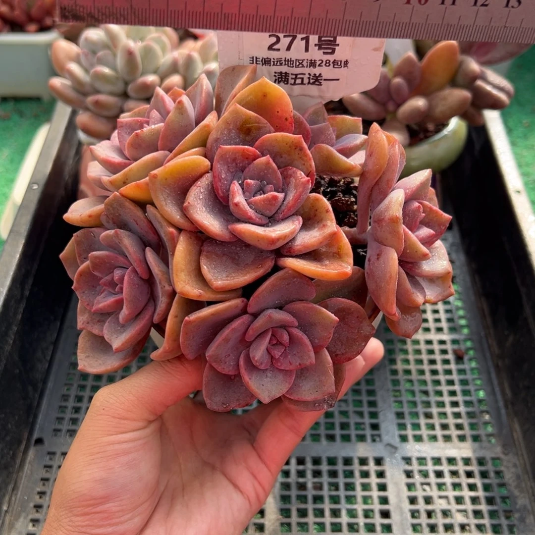 表妹精品多肉植物271.