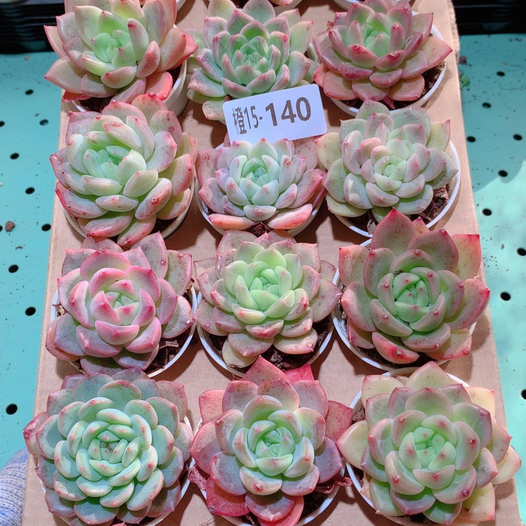 15-140一物一拍多肉带盆18 颗