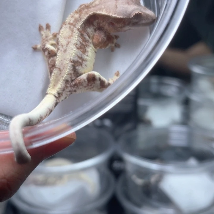 睫角守宫e34发布睫角