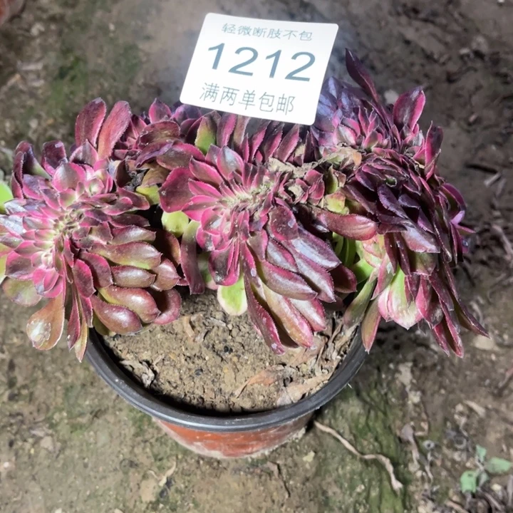 1212荔枝中的多肉