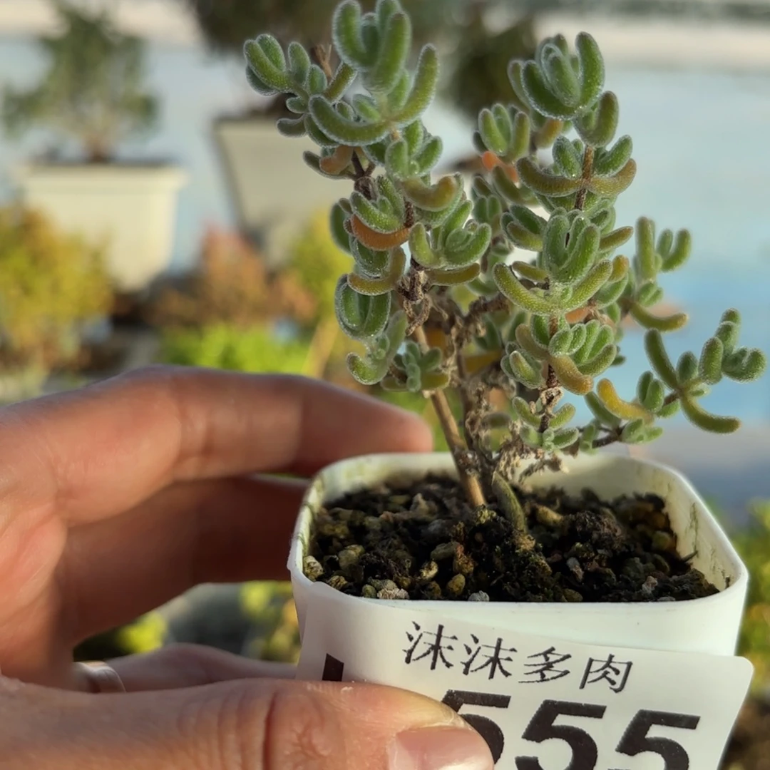 555冰橙枝干番杏福利