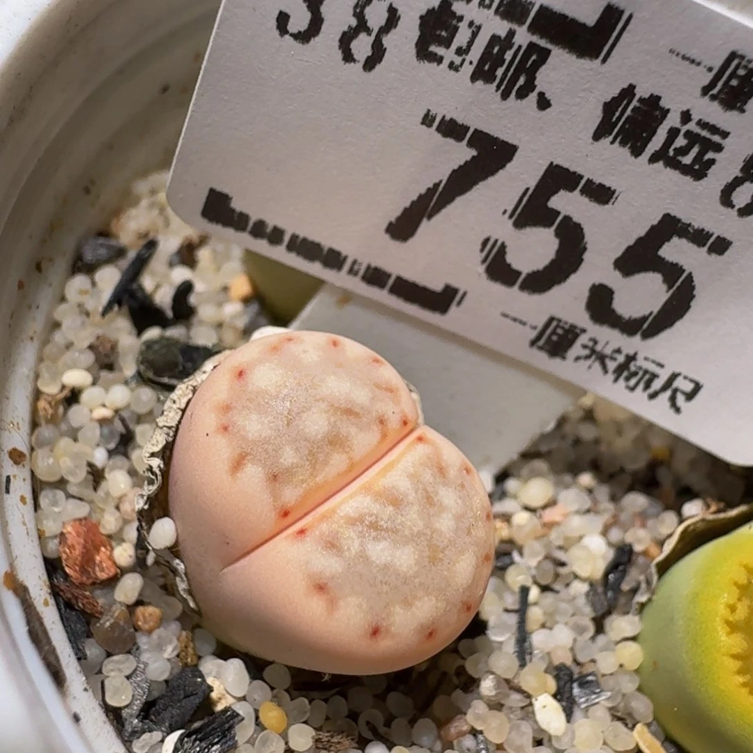 zzzz生石花肉锥755锦