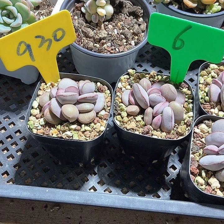 多肉植物红蛋930 6