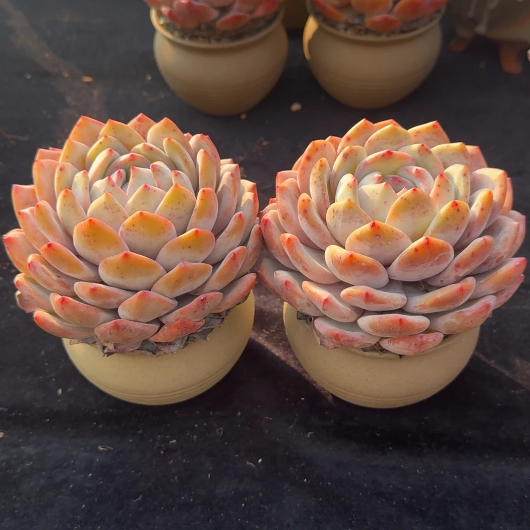 一组两颗，带盆发货，冠幅11-12公分