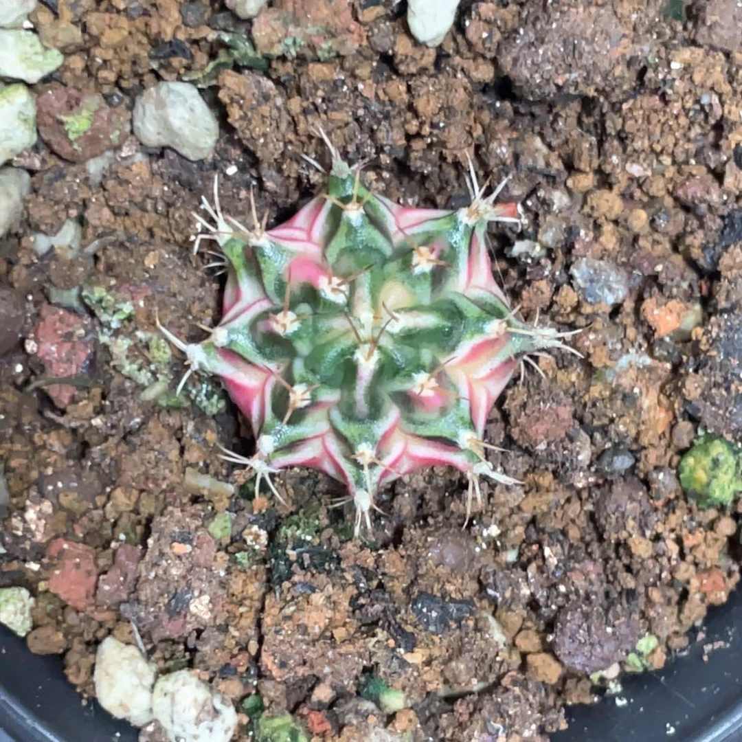 当前无花朵，栽培后可花朵粉白臀，虎斑