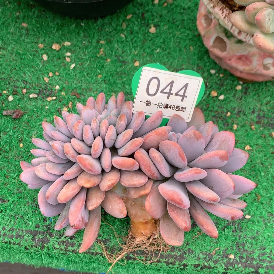 叶***黎粉兔缀化一物一拍044