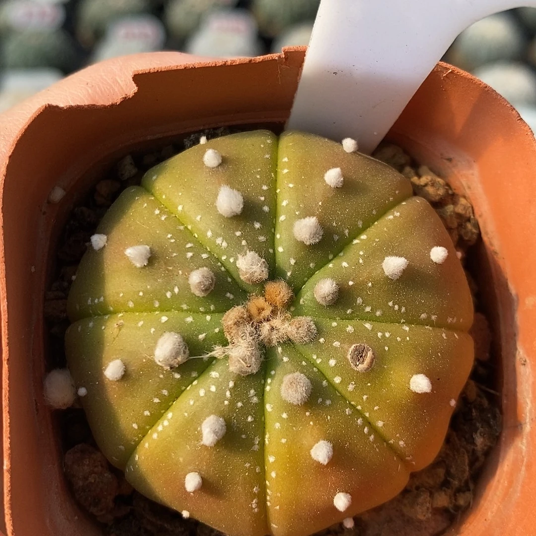 857黄体兜福利来啦