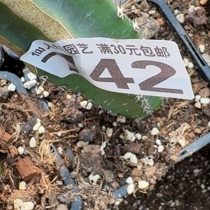 @***@无花朵福利苗接大尤缀742