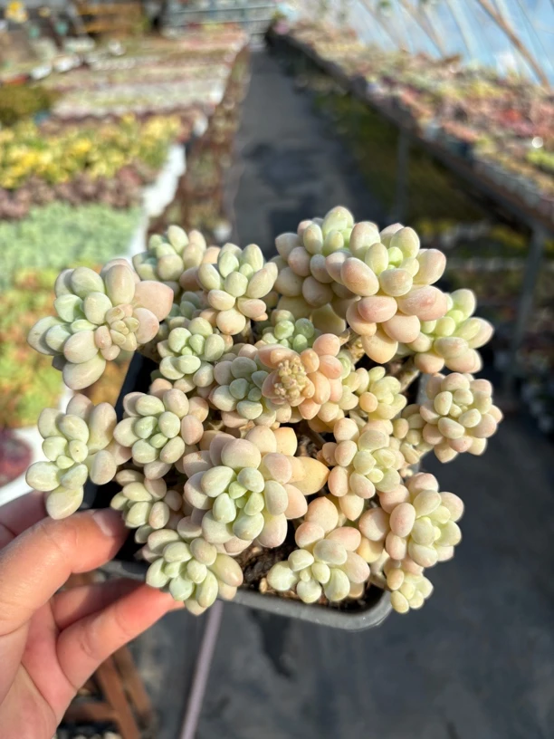 洛可可多肉整群12㎝盆 只发新疆一单包邮