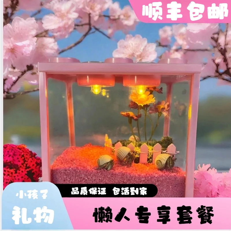 寄居蟹宠物小豆丁寄居蟹观赏陆生家养寄居蟹饲养箱套餐