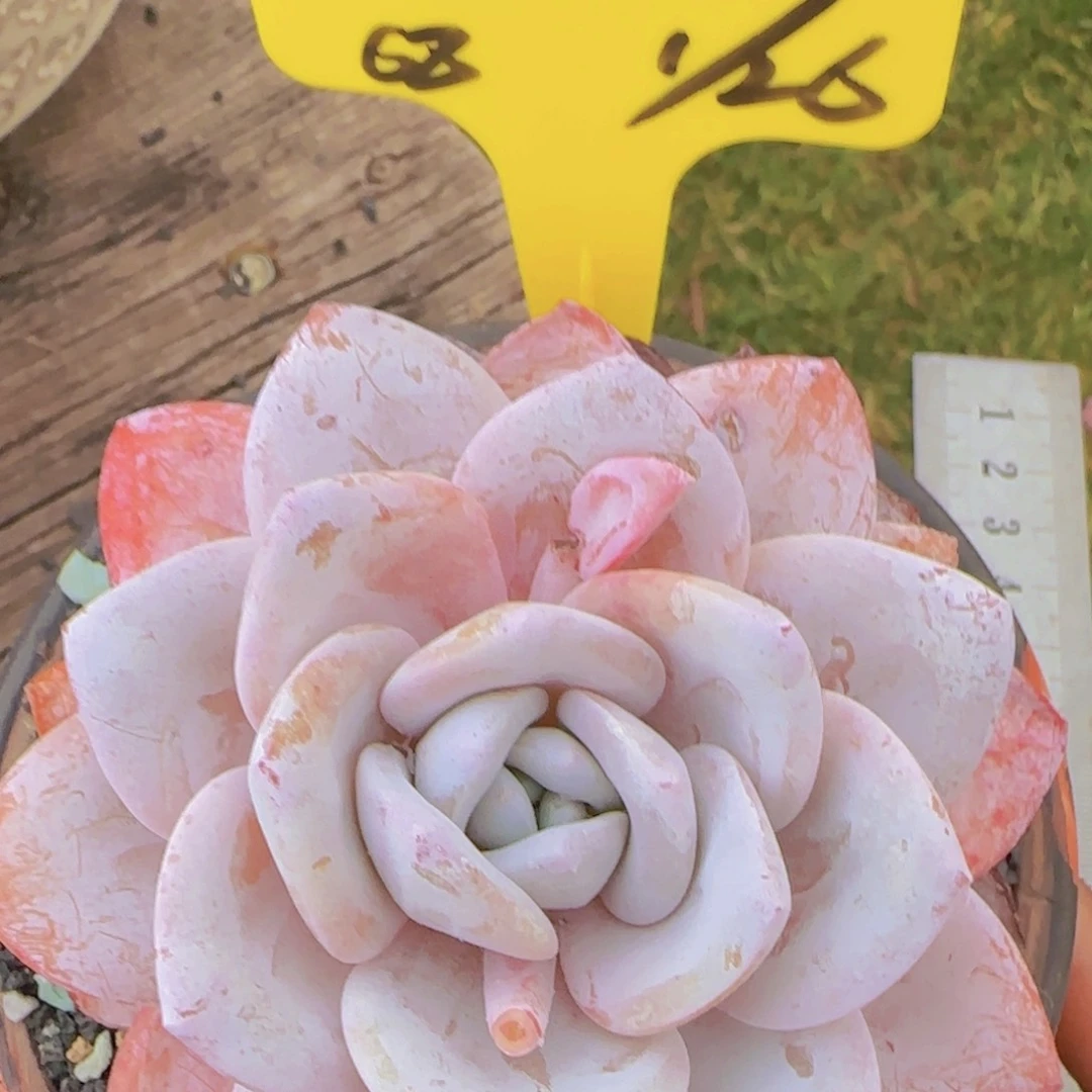 摩卡姐姐多肉植物